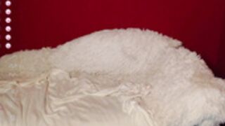 asian_be_2022-08-08_23-40