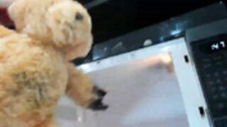 BirthdaySex__ Bear Murder 2021-07-29