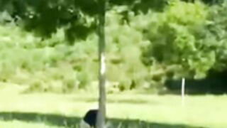 tied up wife fucked in public