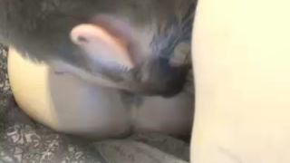 dlrtys1ut9s837s 26317 1