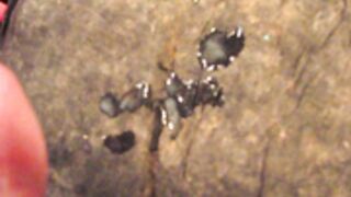 BBB FUCVph4 Eva A. "Quickie Oil Change" just the $shot