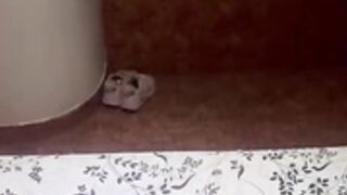 Gabi Taborda Cogida en 4