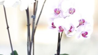 Ria Rodriguez - 21Naturals