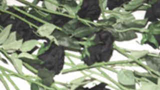 Lana Rhodes - Dildo Fucking Machine