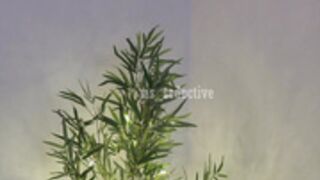 Ms_seductive sex doll 2020-08-14