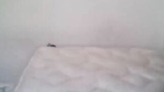 Dreianova  (2020-03-17)