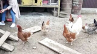 Christina feeds the chickens bare-breasted
