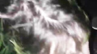 Novinha gótica mamando na pica do namorado