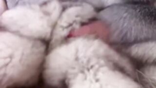 fur coat 88