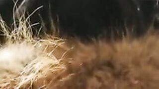 fur hood down jacket 84