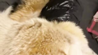 fur hood down jacket 229