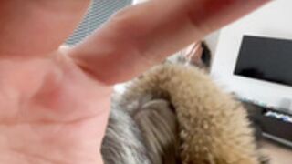 fur hood down jacket 225