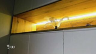 RGO_Disposable_Kate busty fake boob beauty MFC