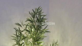 Ms_seductive sex doll 2020-08-14 2
