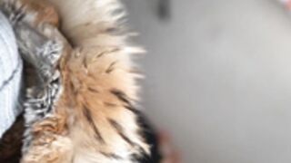 fur hood down jacket 250