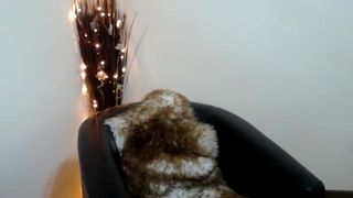 2017-04-30 Mirabbellex