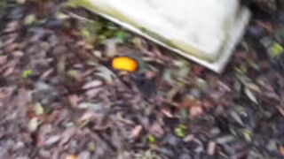 I take the beautiful black cock in my mouth