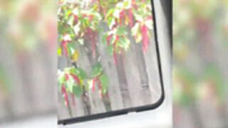 Jadeteen Fan Van Sex