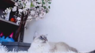 Kitty 2023-01-11