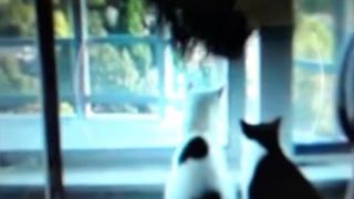 bubbletea - Tits Tease Webcam Video
