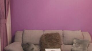 corysweety - 89910168