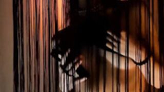 Milablush Widow Veil Ticket Show 2024 01 15R