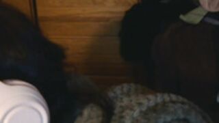 Lottiepoppie first night ferri