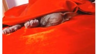 Tagira_Crazy MFC - topless with hairless pussy