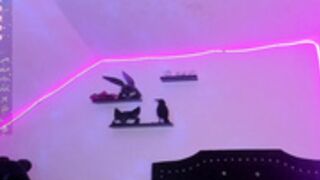 bastet student cosplay