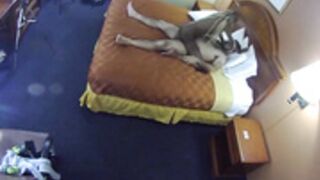 DaboomboomXXX Lavish creampie for a lady sinner