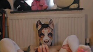 Pup fucks a knot dildo