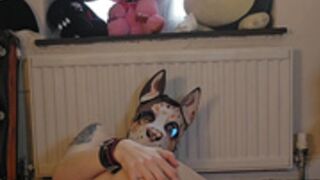 Pup fucks a knot dildo