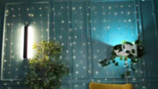 blue_eye_twinkle dancing 2024-01-26