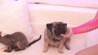 MFC_Snowkitty_June-22-2024_04-24-53