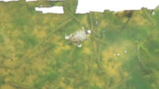 Amouranth onlyfans video 751