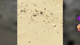 Two_hot_cats_love wild at beach with Brighton_Beach