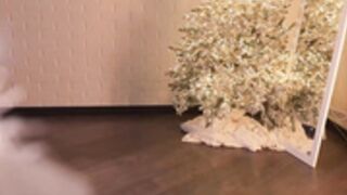 alissa_wxw 2025_12_20 - 1