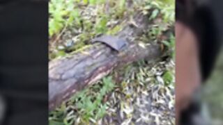 SYKA001 FOREST PUSSY RUB PUSSY & TOPLESS FLASH