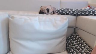 dulcetatila 2017-08-21