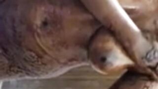 Cute@nayra full chocolate body cum shower