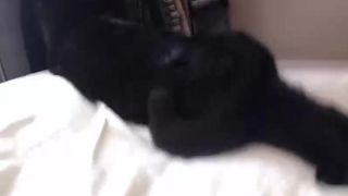 eeeveee recording 08.09.2017