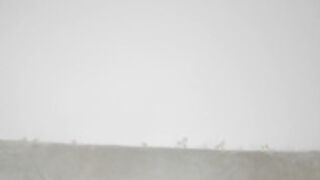 mia_meows 20260224 1