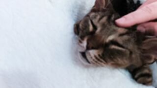 Snowkitty - MyFreeCams 2026-03-17