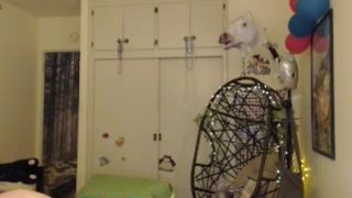 Ashe_maree free cam recording 2016 March 16_09-33-13
