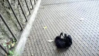 Martinasex35 webcam recording 2016 April 16 22-50-46