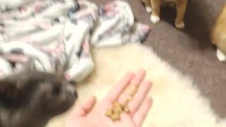 Forest_Nymph Camshow 9