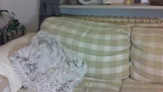 mylitllething_020215_0316_female_chaturbate