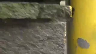 Sharking Japanesse 2