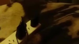 palomablt  [2017-04-07 ]