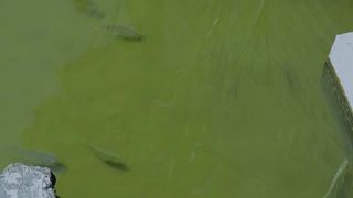 NovaPatra NovaPatra homemade sextape